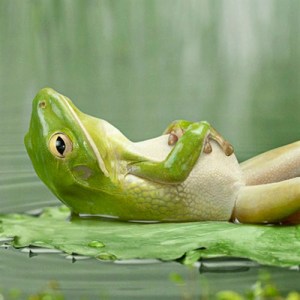 the frog-after-dinner-ipad-background_500x500